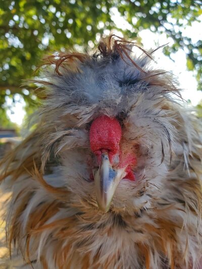 Calico Frizzle Silkie.jpg