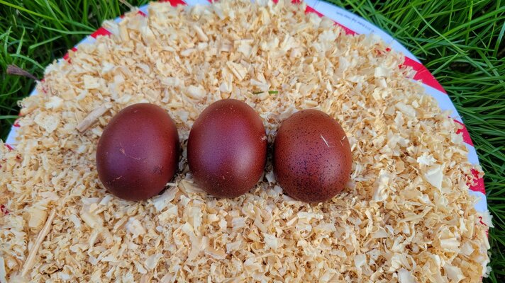 Black Copper Marans Eggs.jpeg