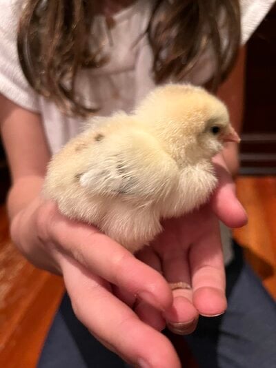 Chick B - feathered legs.jpeg