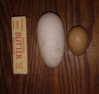 Giant Chicken Egg Laid Nov 6, 2023.jpg