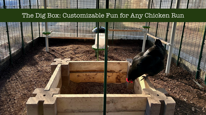 The Dig Box: Customizable Fun for Any Chicken Run