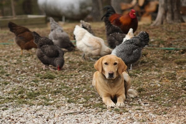 Stop Chicken Chasing Dogs While Using an Electric Collar in a Fair Way