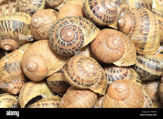 france-saone-et-loire-briant-helicultural-farm-lescargot-brionnais-big-gray-snails-helix-asper...jpg
