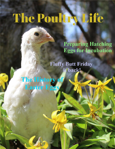 The Poultry Life March
