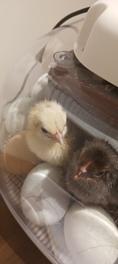 Chick 14 and 3_gray.jpg