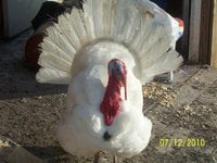 d75b22d5_turkeys-midget_whites-29766-89537.jpeg