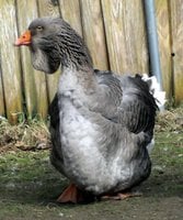 265775ee_geese-exhibition_dewlap_toulouse-80310-478698.jpeg