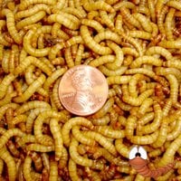 500ct Live Mealworms, Reptile, Birds, Chicken, Fish Food (Free Shipping)