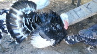 Oregon Gray turkey