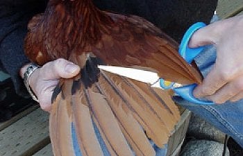 How To Clip Trim The Feather Wings Of Your Chicken To Prevent Flight