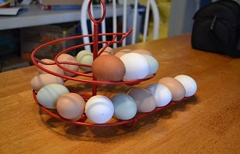 Cleaning and storing fresh eggs