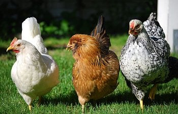 Why Raise Chickens In Your Backyard? The Many Reasons & Benefits