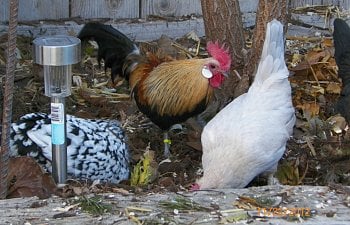 Chicken Behavior The Ignorant Gal's Guide To Things No Sane Person Would Tell You About Chickens