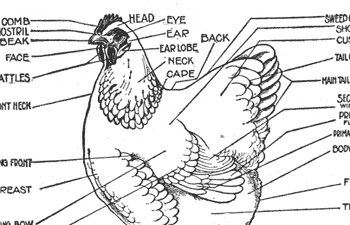 Chicken Diagram And Anatomy Of A Chicken Pictures And Labels