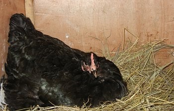Broody Hens Vs. Incubators The Pros And Cons