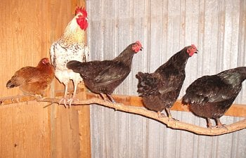 How Much Room Do Chickens Need?