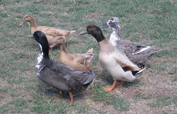 INTRODUCTION TO KEEPING DUCKS