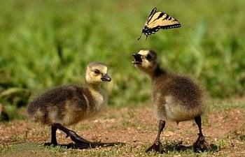 Raising and Caring for Goslings