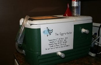 Ncchixladys Chicken Incubator Materials Procedure And Pictures