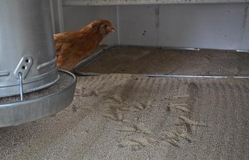 Using Sand In Your Chicken Coop
