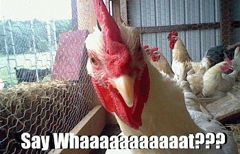Common Chicken Sayings Idioms Other Funny Things We Say