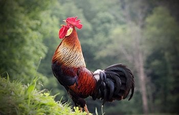 Dealing With Roosters Roo Behavior