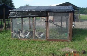 This is my open air coop design