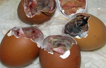 Diagnosing causes of malpositions and deformities in chick embryos