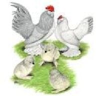 NewHopePoultry