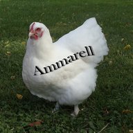 AGAMMARELL