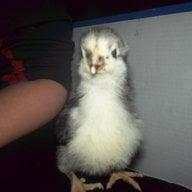 ChickenMom1969