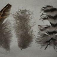 3feathers