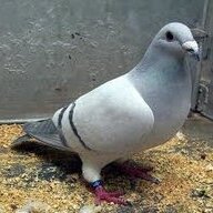 pigeons90