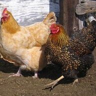 Mikas Chicks