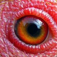 Chicken-Eye