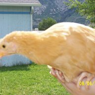 Bocky Chicken