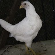 Chicken_Guru