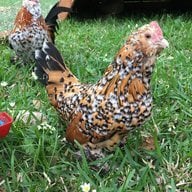Texas backyard chickens
