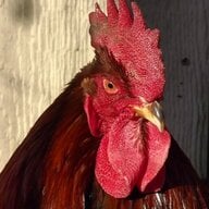 18awesomechickens