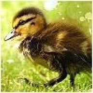love_a_duck