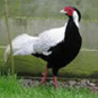 pheasant24