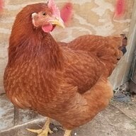 ChickenTender1203