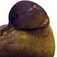 quackkquack_