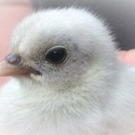 Hope for chicks