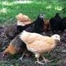 SouthernBYChickens