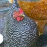 Chicks on DL