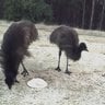 Tame Emu Guy