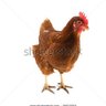ChickenBoy14