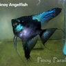 Pinoy Angelfish