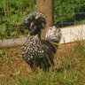 Rural Chicks